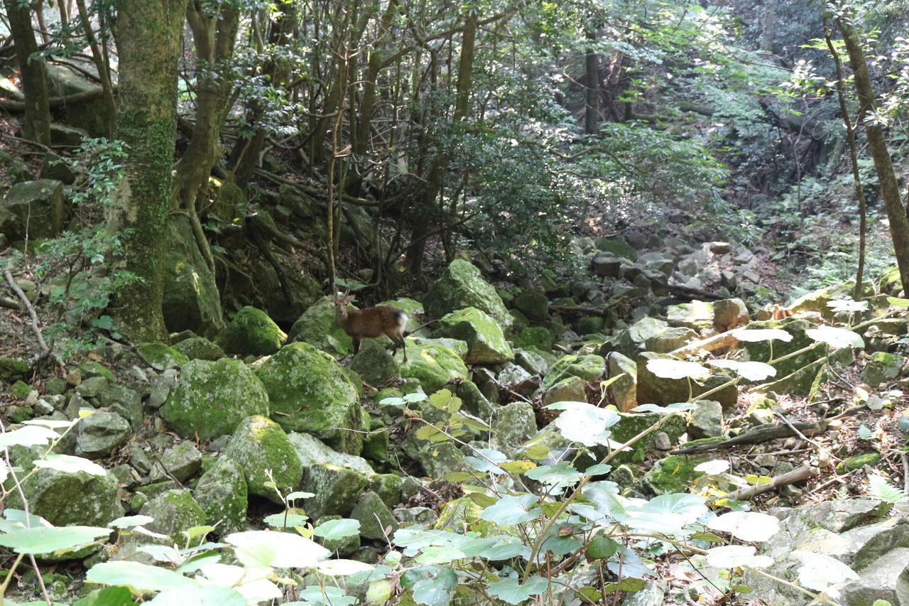 Cottage Yakusugi House Yakushima  Esterno foto