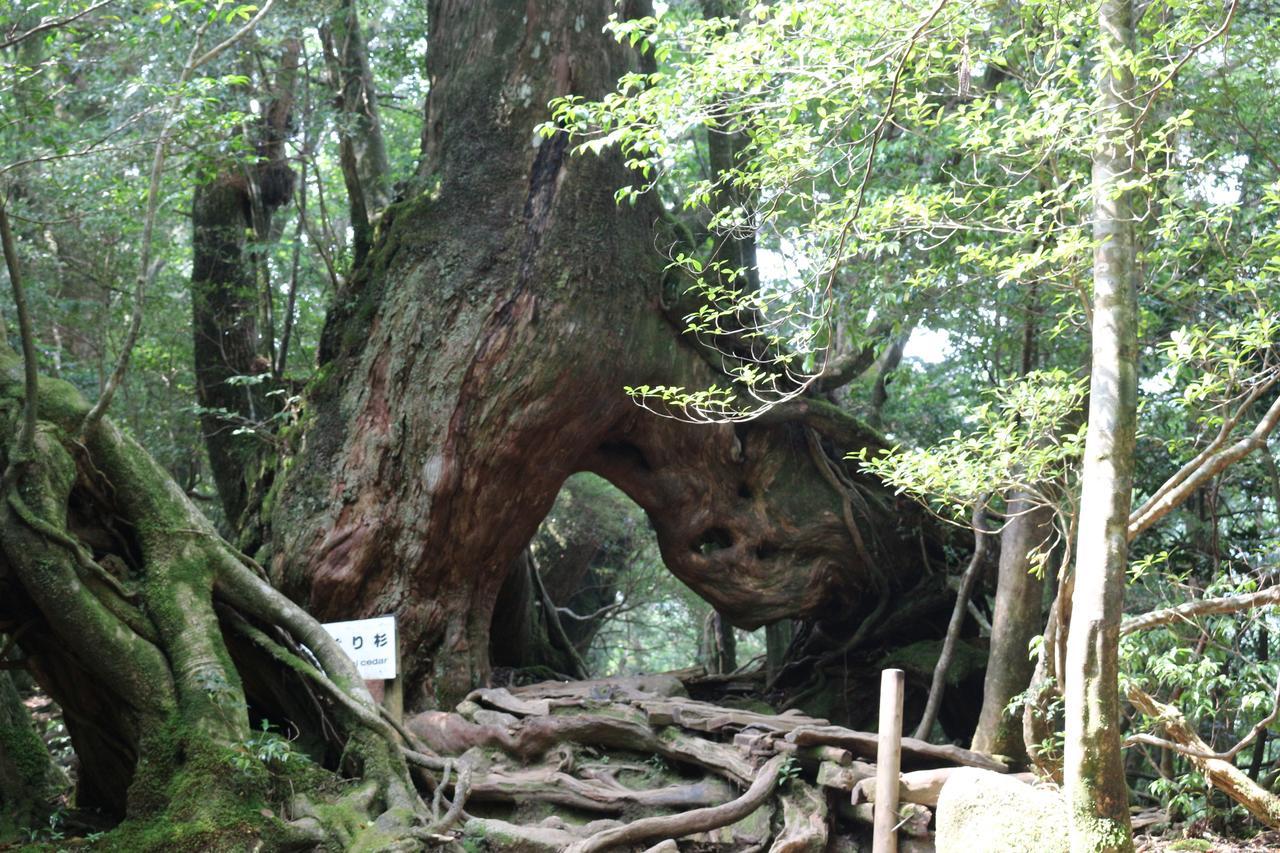 Cottage Yakusugi House Yakushima  Esterno foto
