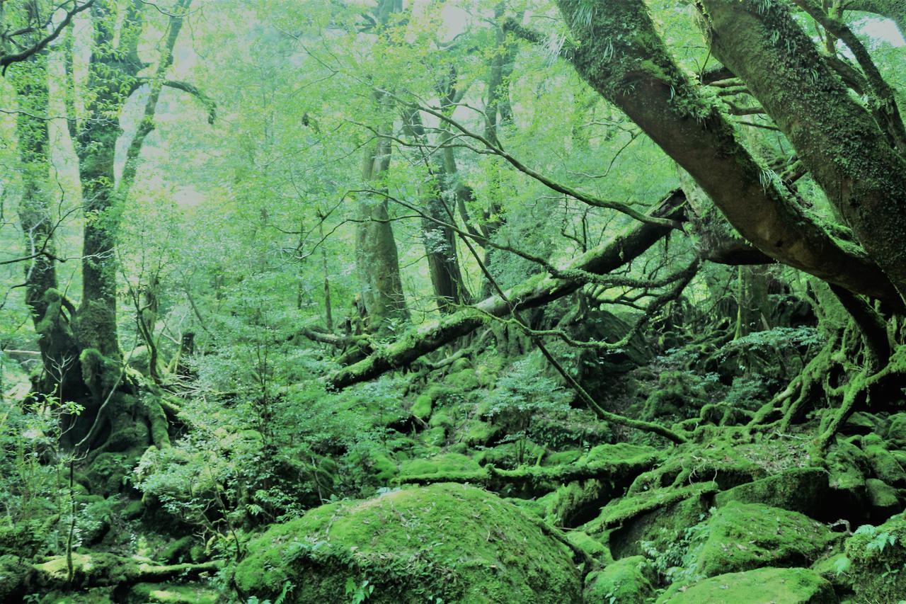 Cottage Yakusugi House Yakushima  Esterno foto