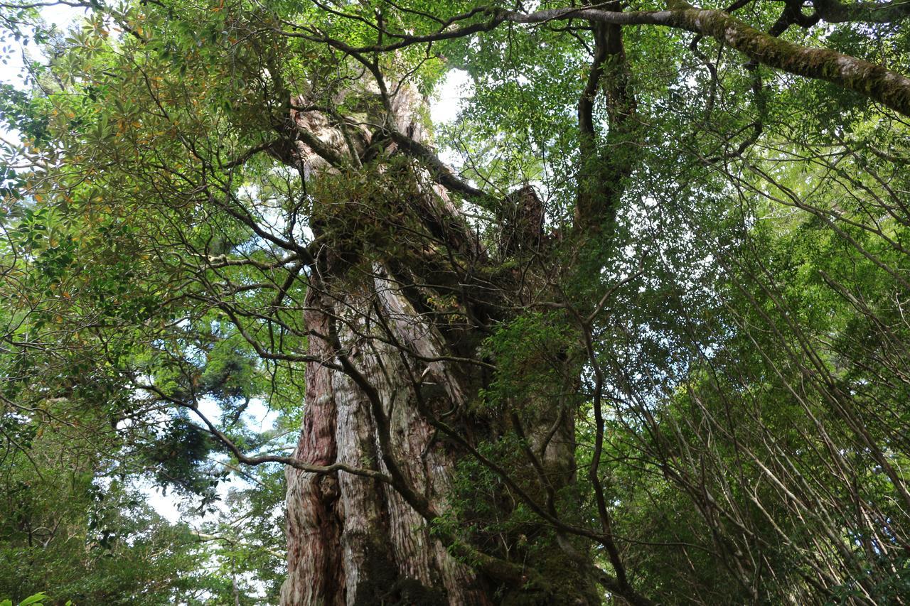Cottage Yakusugi House Yakushima  Esterno foto